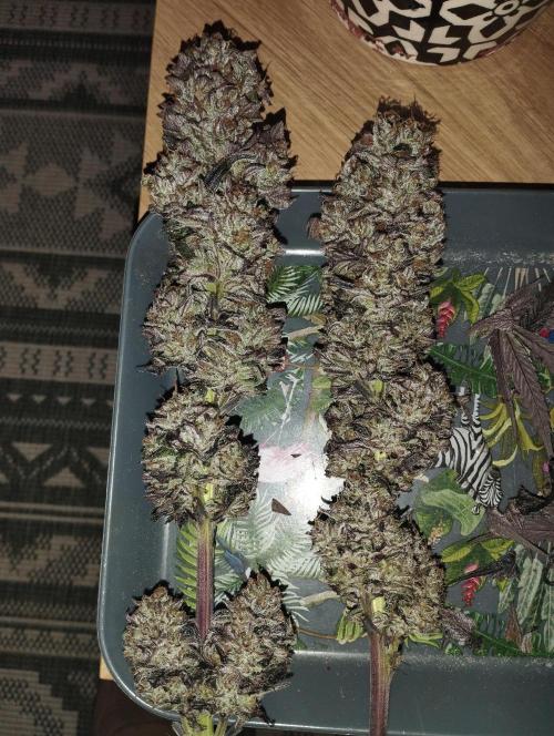 Bruce Lemon Diesel - SSSC. Week 12