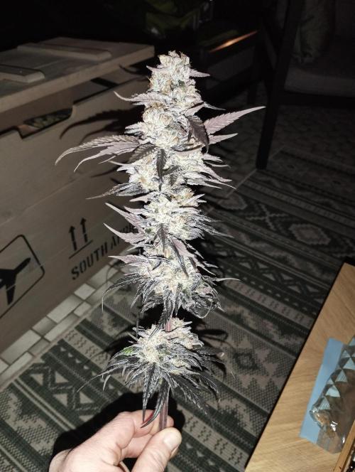 Bruce Lemon Diesel - SSSC. Week 12