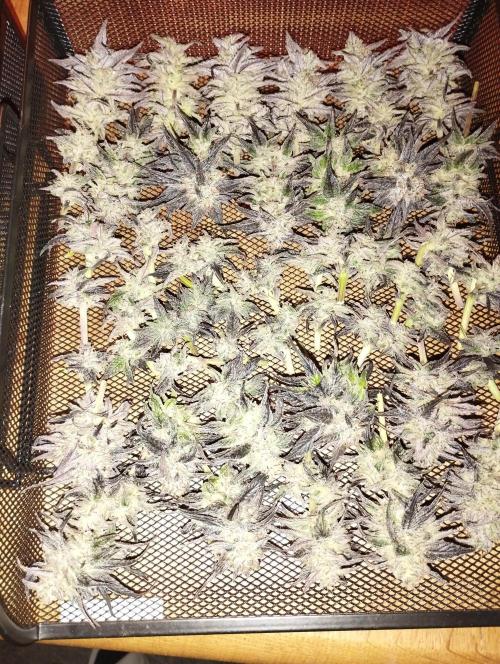 Bruce Lemon Diesel - SSSC. Week 12