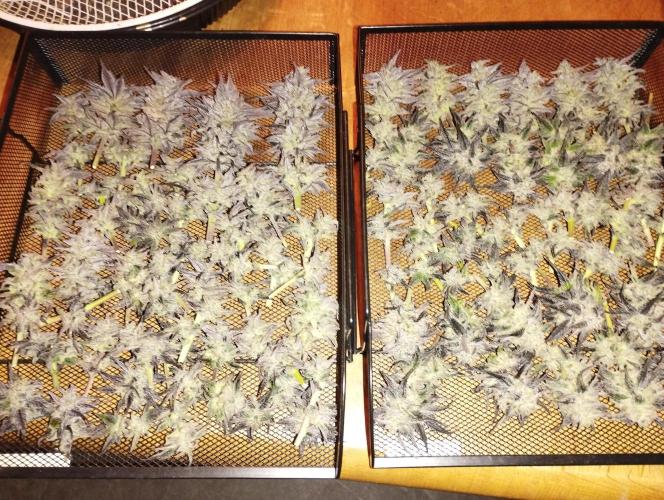 Bruce Lemon Diesel - SSSC. Week 12