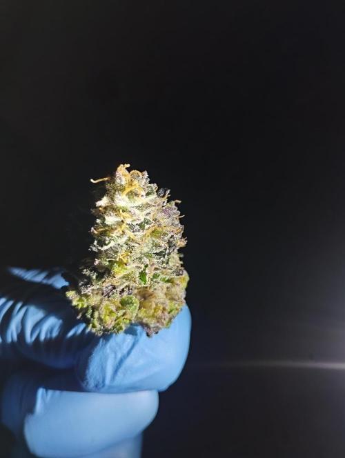 Bruce Lemon Diesel - SSSC. Week 12