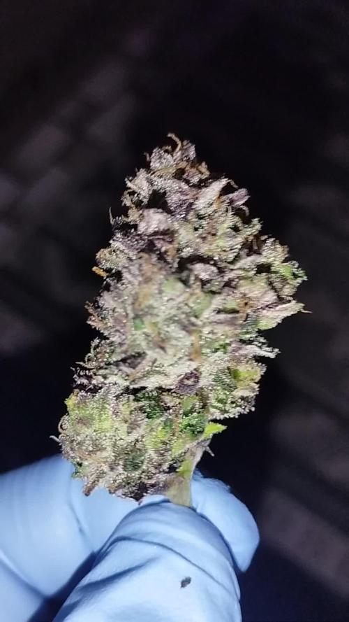 Bruce Lemon Diesel - SSSC