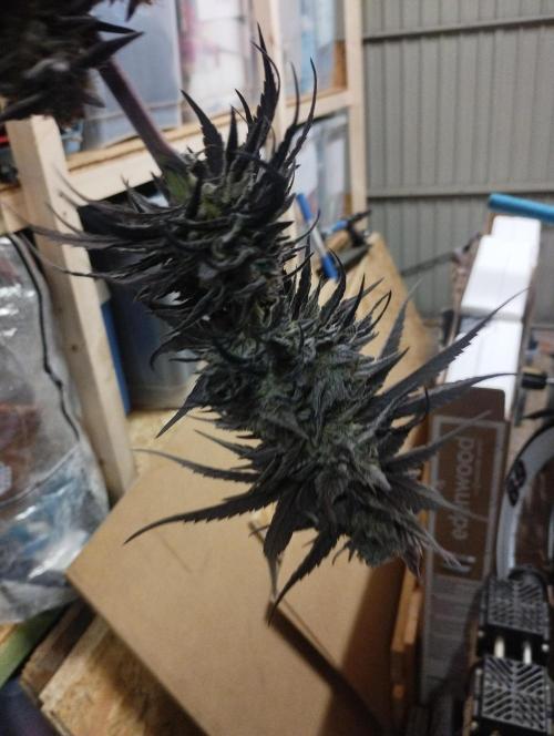 Bruce Lemon Diesel - SSSC. Week 12