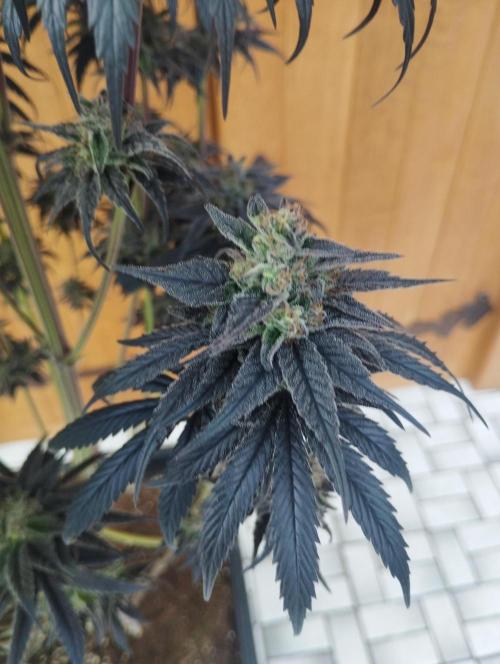 Bruce Lemon Diesel - SSSC. Week 12