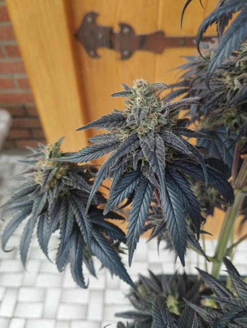 Bruce Lemon Diesel - SSSC. Week 12