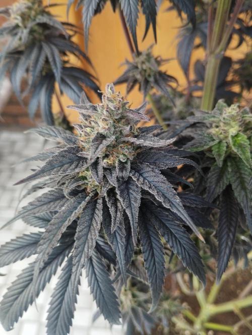 Bruce Lemon Diesel - SSSC. Week 12