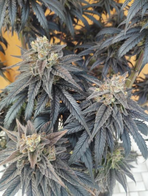 Bruce Lemon Diesel - SSSC. Week 12