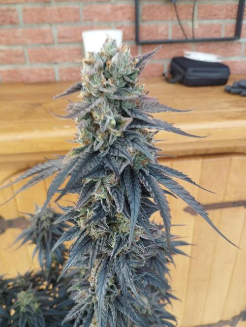 Bruce Lemon Diesel - SSSC. Week 12