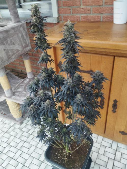 Bruce Lemon Diesel - SSSC. Week 12