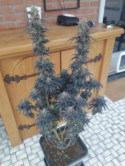 Bruce Lemon Diesel - SSSC. Week 12