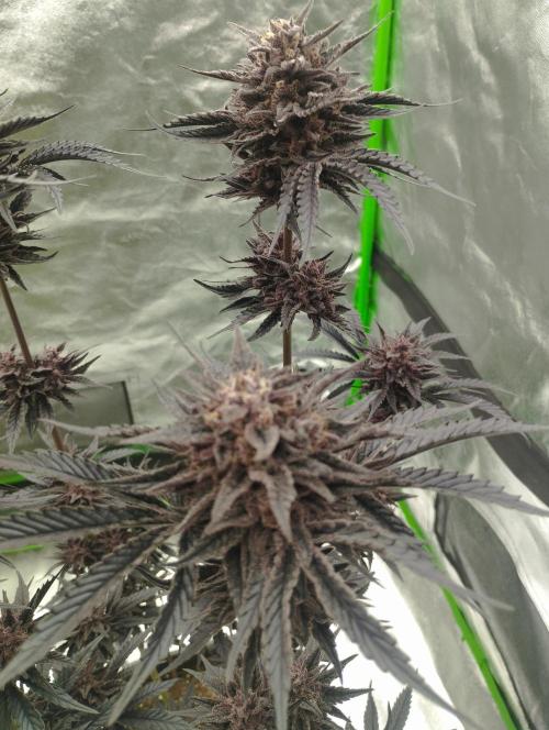 Fruit Tartare - SSSC. Week 12