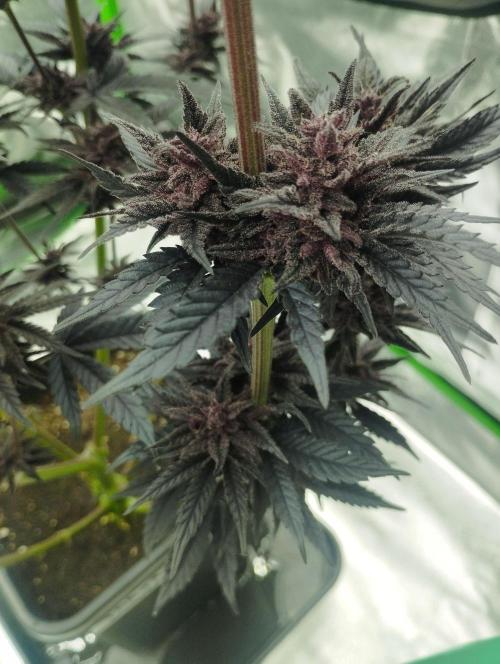 Fruit Tartare - SSSC. Week 12