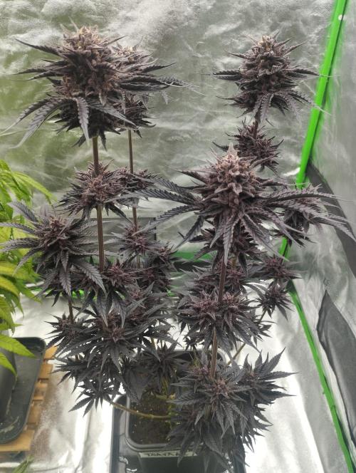 Fruit Tartare - SSSC. Week 12