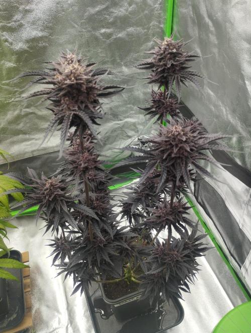 Fruit Tartare - SSSC. Week 12