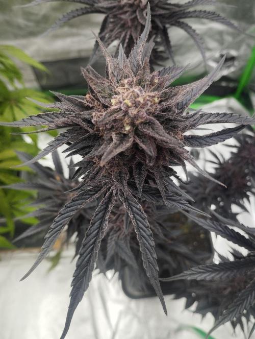 Fruit Tartare - SSSC. Week 12