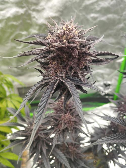 Fruit Tartare - SSSC. Week 12