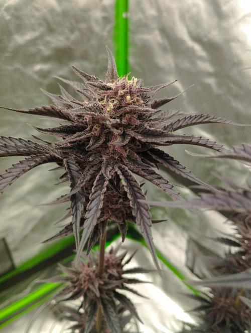 Fruit Tartare - SSSC. Week 12