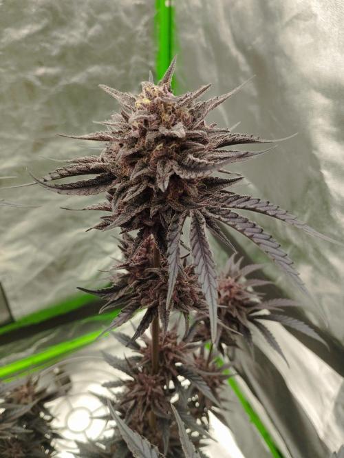 Fruit Tartare - SSSC. Week 12