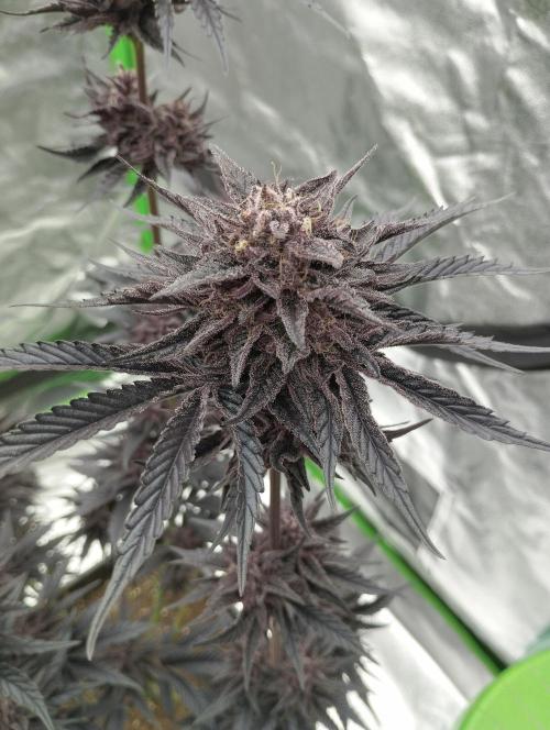 Fruit Tartare - SSSC. Week 12