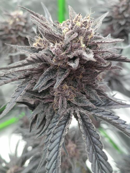 Fruit Tartare - SSSC. Week 12