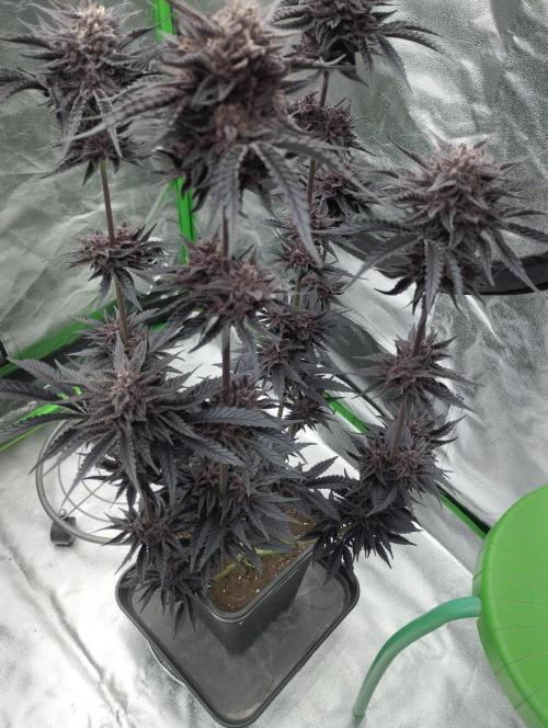 Fruit Tartare - SSSC. Week 12