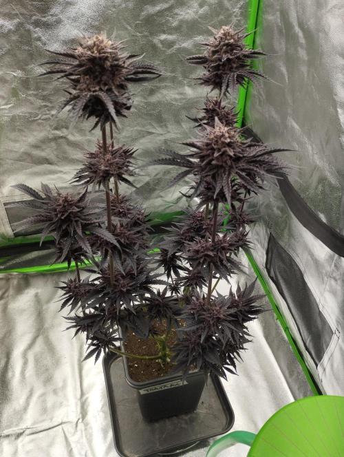 Fruit Tartare - SSSC. Week 12