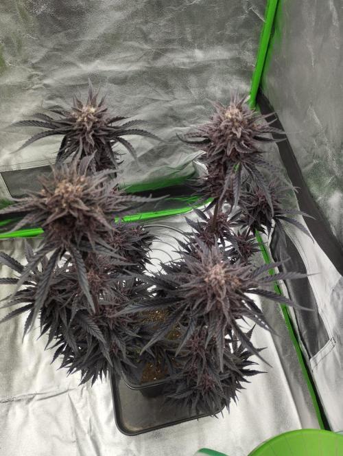 Fruit Tartare - SSSC. Week 12