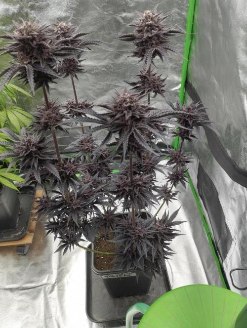 Fruit Tartare - SSSC. Week 12