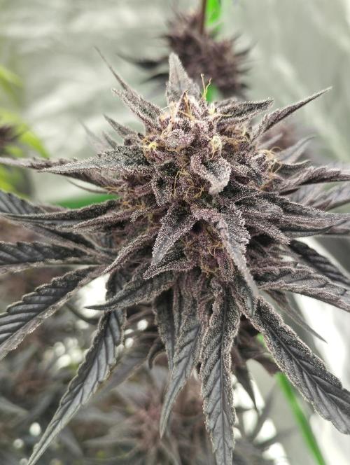 Fruit Tartare - SSSC. Week 12