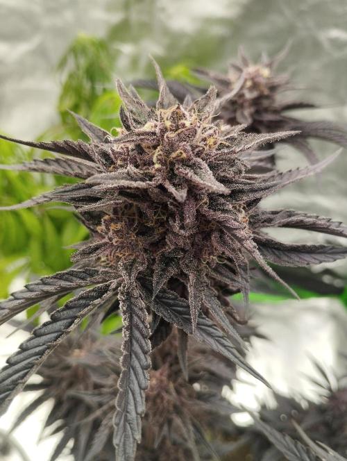 Fruit Tartare - SSSC. Week 12