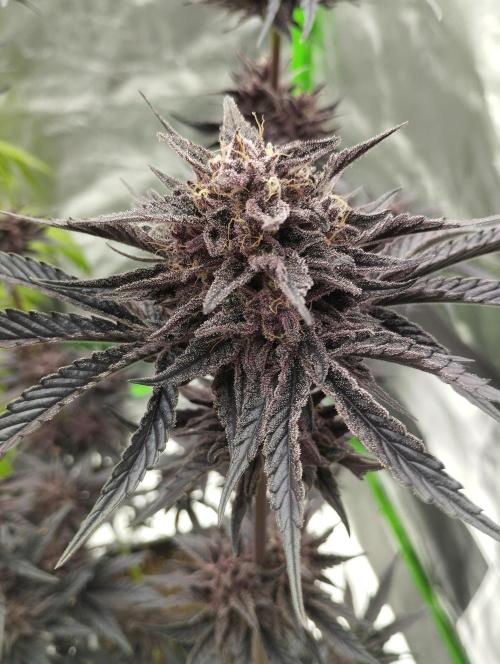 Fruit Tartare - SSSC. Week 12