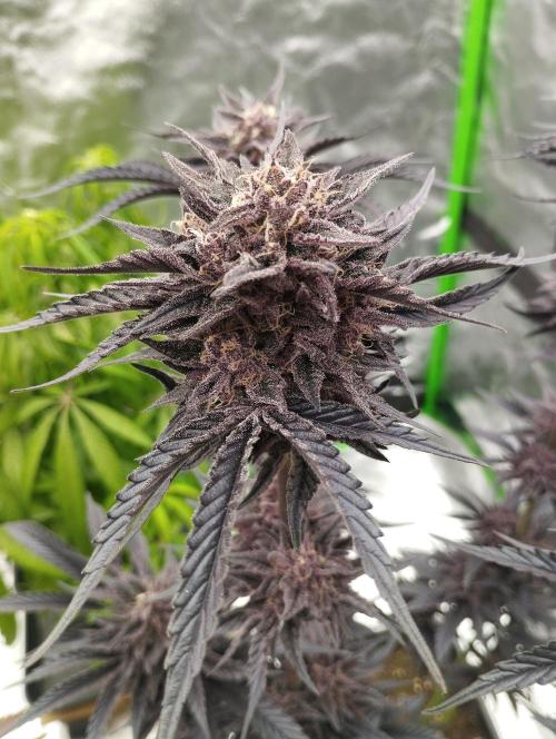 Fruit Tartare - SSSC. Week 12