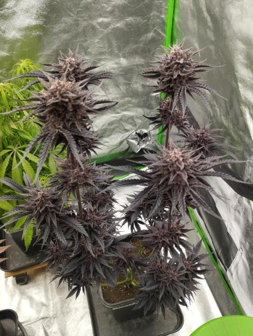 Fruit Tartare - SSSC. Week 12