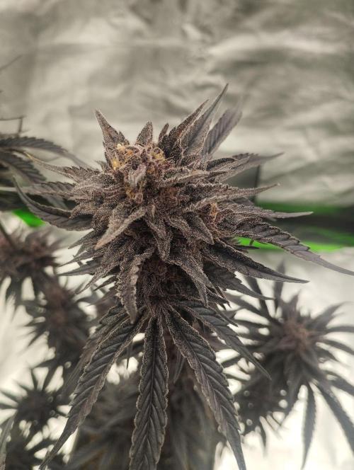 Sour Fruit Tartare - Dutch Passion. Week 13