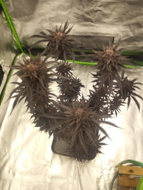 Sour Fruit Tartare - Dutch Passion. Week 13