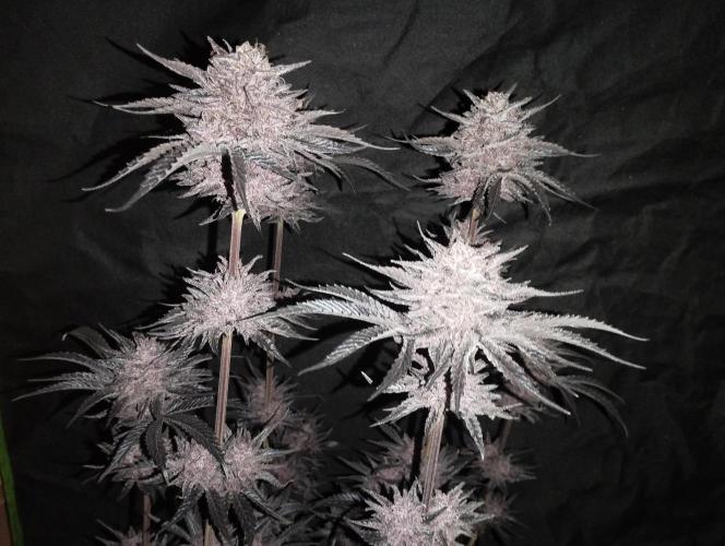 Sour Fruit Tartare - Dutch Passion. Week 13