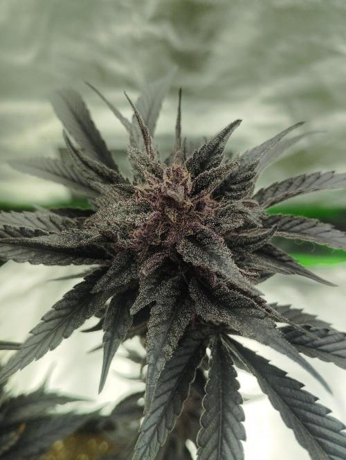 Sour Fruit Tartare - Dutch Passion. Week 13