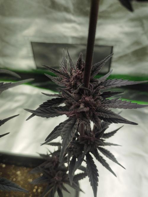 Sour Fruit Tartare - Dutch Passion. Week 13