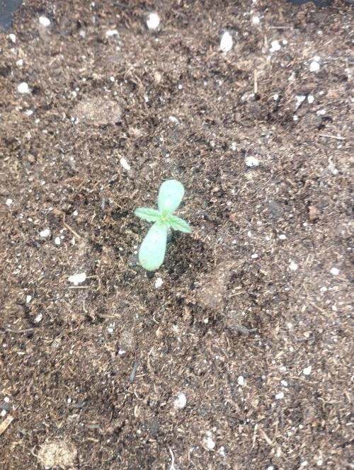 A1 tester / Dutch Passion. Week 1