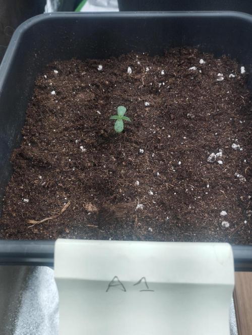 A1 tester / Dutch Passion. Week 1