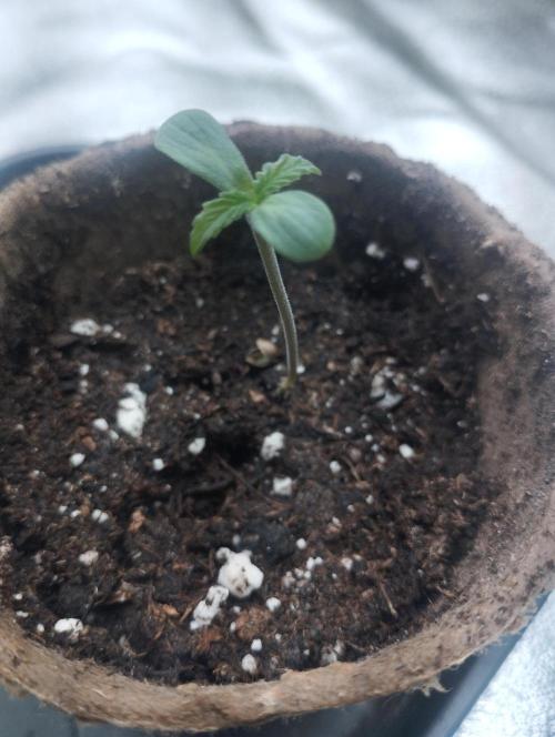 A1 tester / Dutch Passion. Week 1