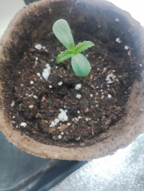 A1 tester / Dutch Passion. Week 1