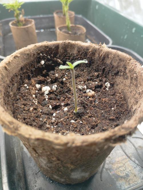 A1 tester / Dutch Passion. Week 1