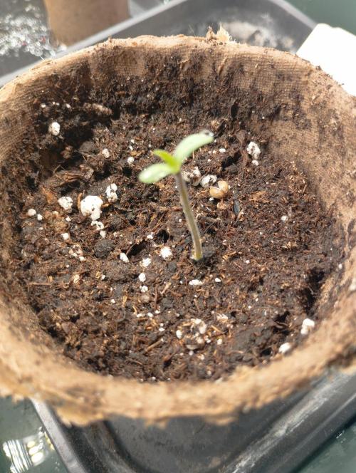 A1 tester / Dutch Passion. Week 1