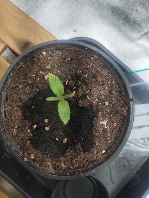 White Widow -Kera Seeds. Week 1