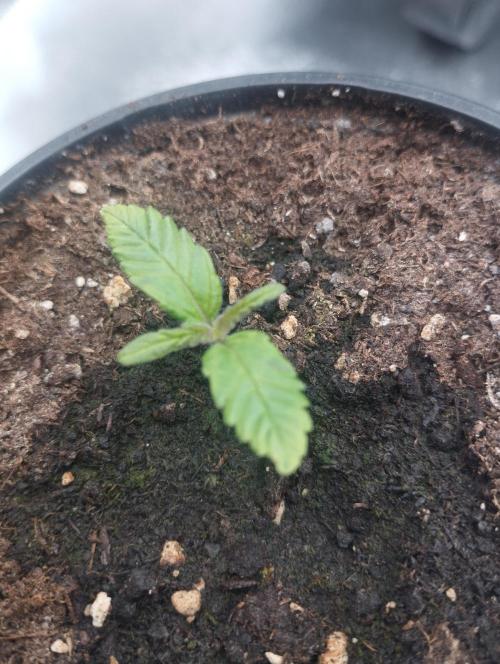 White Widow -Kera Seeds. Week 1
