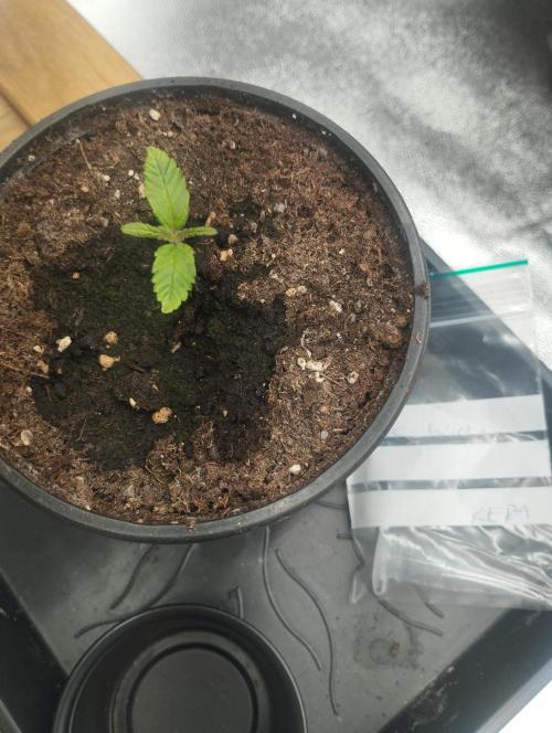 White Widow -Kera Seeds. Week 1