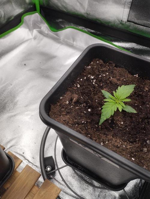 White Widow -Kera Seeds. Week 2