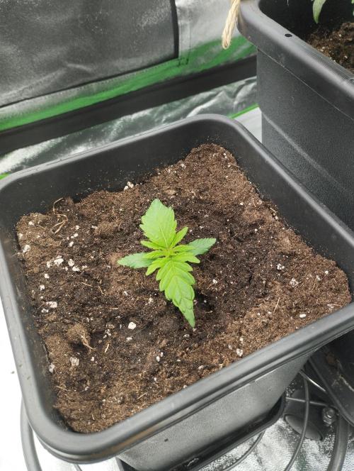 White Widow -Kera Seeds. Week 2