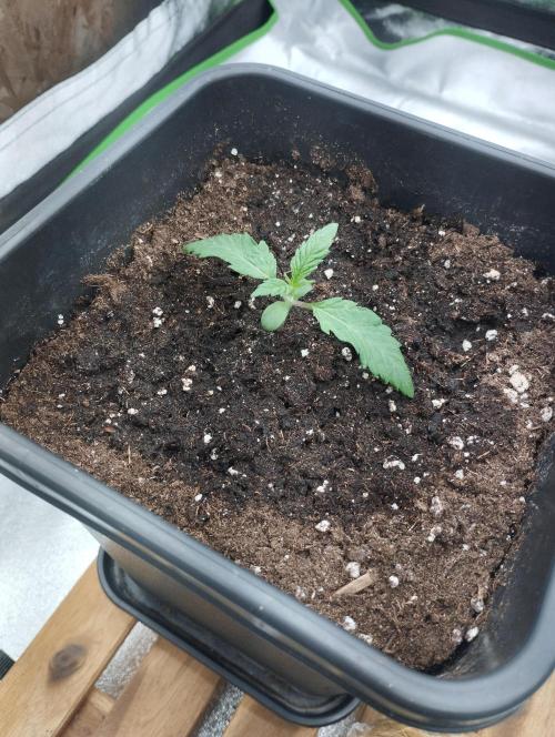 A1 tester / Dutch Passion. Week 3
